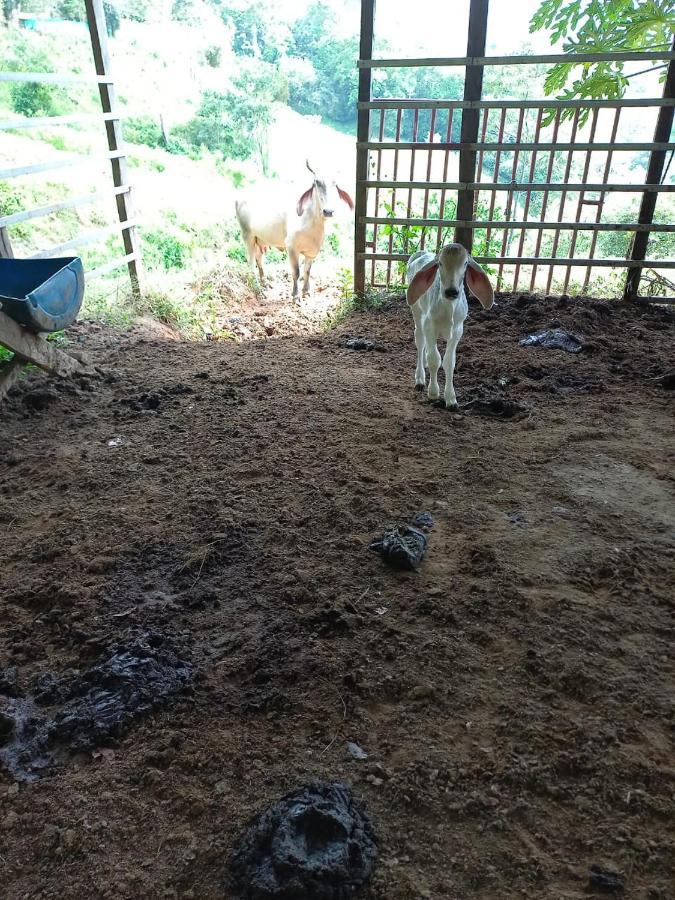 Cabana Tolle Vista Savegre Zewnętrze zdjęcie